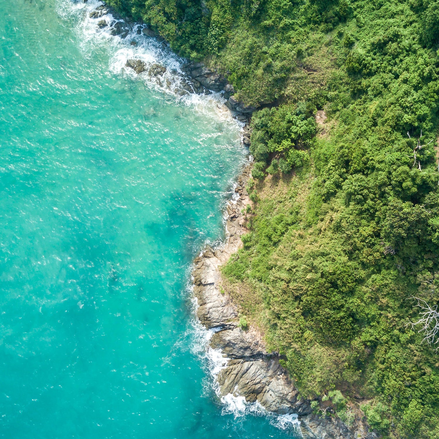 Ocean and forest image